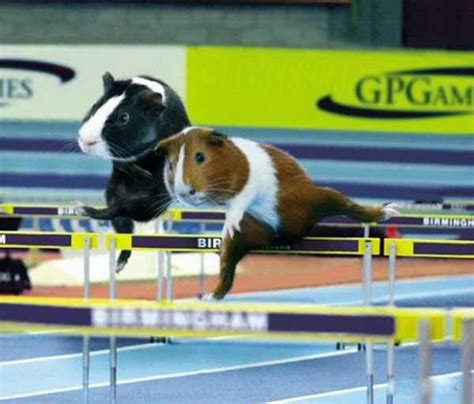 Guinea Pig Olympics – 1Funny.com