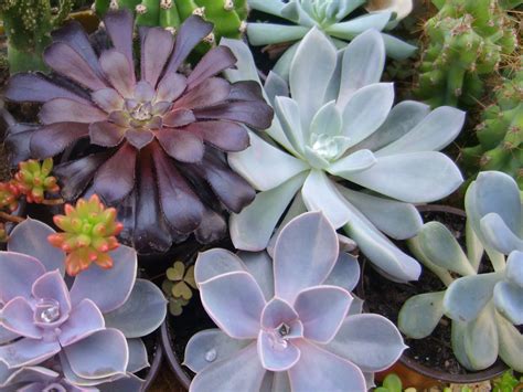 Cactus and Succulent Care for Beginners | World of Succulents