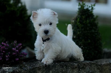 Pin by Marie Decaux on Westies | Westie puppies, Westie dogs, Westie ...