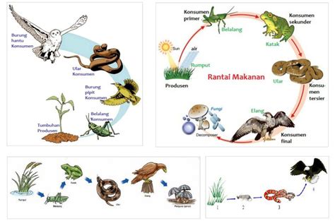 Contoh Rantai Makanan Di Sawah - AlfredoknoeSwanson