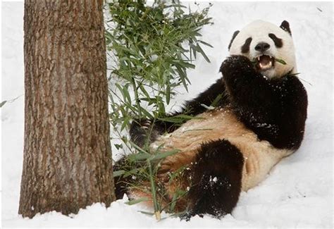 Two American-born pandas to leave Washington zoo today for China ...