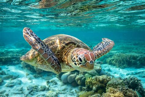 Drone footage captures migration of 64,000 green sea turtles - CNET