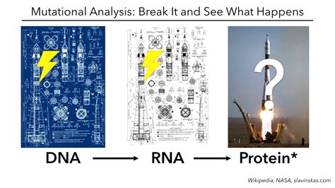 Using Mutagenesis to Understand Protein Function - YouTube