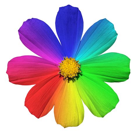 The Meaning Of Flower Colors – Learn What Flower Colors Symbolize