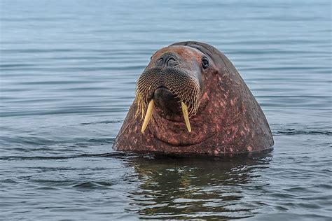 What Animals Live in the Atlantic Ocean? - WorldAtlas