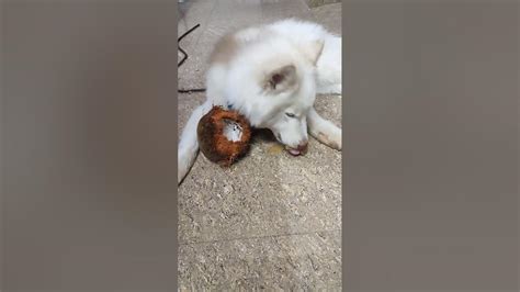 Husky Pet Dog trying to eat coconut Malai 😅 - YouTube