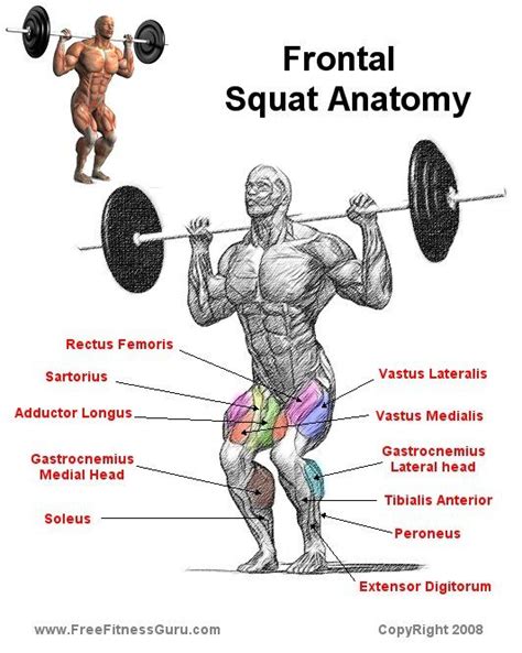 Squat Anatomy | Squat workout, Bodybuilding training, Exercise