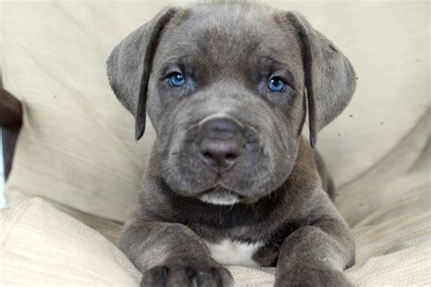 Cane Corso Puppies For Sale | Lumber City, GA #303595