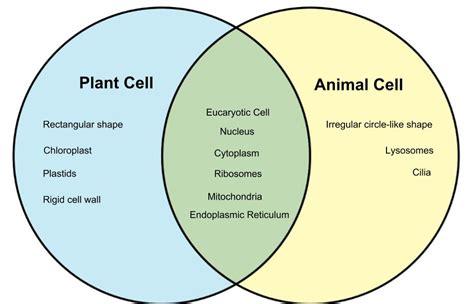 animal and plant cell venn diagram - Chicfer