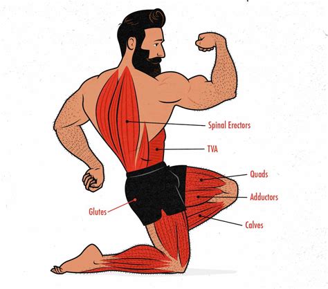 The Barbell Front Squat Guide (for Building Muscle)