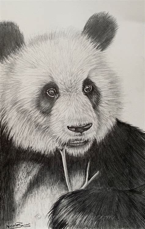 Panda Bear, Original Pencil Drawing, Animal Art, Home Decor, Panda Art ...