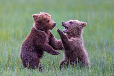 Take That, Bro | Lake Clark NP | Joseph C. Filer Fine Art Photography