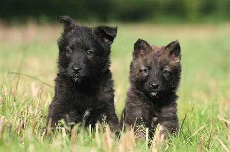 Are Dutch Shepherds Good Dogs