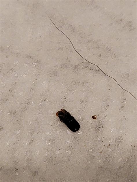 Any of these a sign of German Roaches? : r/GermanRoaches