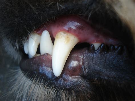 Dental Disease in Dogs | Gingivitis, Teeth and Gum Problems