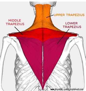 Trapezius Pain: Causes & Treatment - Shoulder Pain Explained (2023)