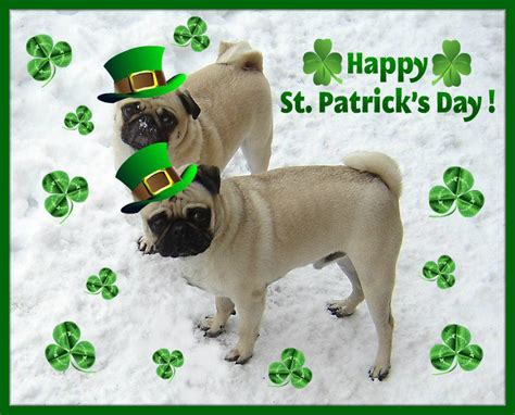 St. Patrick Day Pugs - Saint Patrick's Day Photo (33714512) - Fanpop