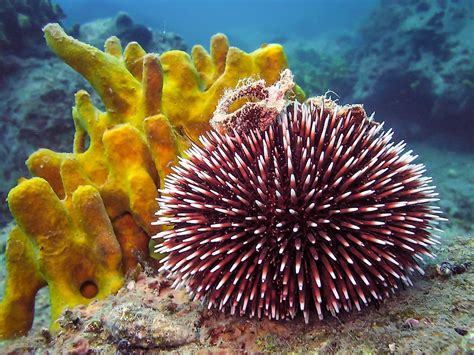 Sea Urchin Facts: Animals of the Oceans - WorldAtlas