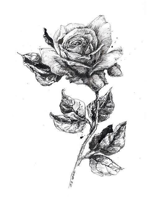 Black And White Roses Drawings