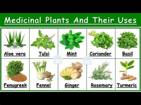 Medicinal Plants Names And Pictures | edu.svet.gob.gt