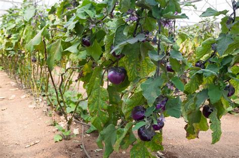 21+ How To Grow Eggplant From Seed Pictures