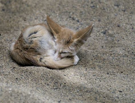 African Fennec Fox stock photo. Image of curled, sleeping - 16696236