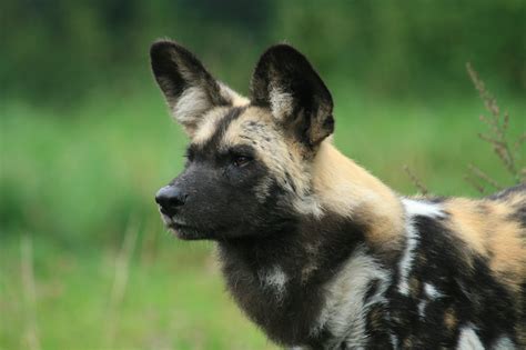 Cainele salbatic african | AniDeȘcoală.ro