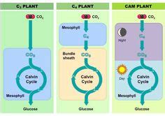 C3, C4, CAM… ¿Qué las diferencia? – Agriculturers.com | Red de ...