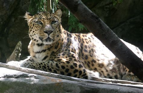 Let Us Help Save Our Planet!: Amur Leopard - A Critically Endangered ...