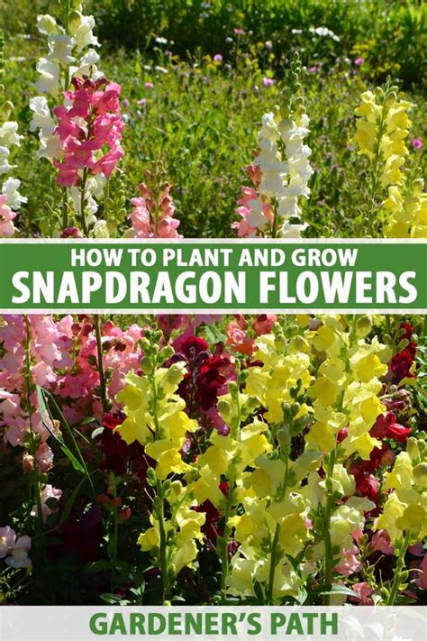 How to Grow and Care for Snapdragon Flowers (Antirrhinum Majus)