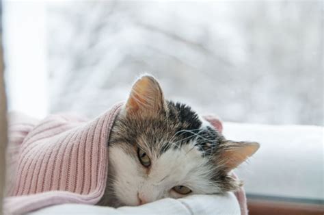 How to Tell if Your Cat is Sick: Signs & Symptoms | Mooresville Vets ...