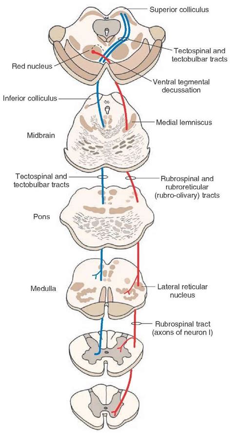 1000+ images about Neuroanatomy on Pinterest | Stains, Neuroscience and ...