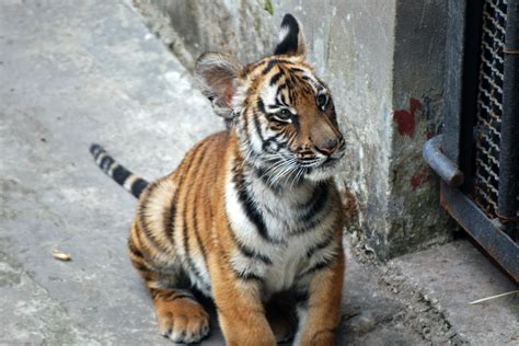 Project to save South China tigers in South Africa lost in wilderness ...