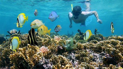 Snorkelling in the Great Barrier Reef | Intrepid Travel Blog - swedbank.nl