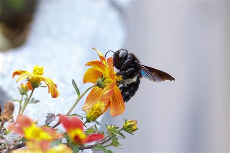 Carpenter Bee Flowers Pollination - Free photo on Pixabay - Pixabay