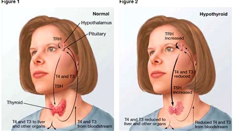 Endocrine System Song - YouTube