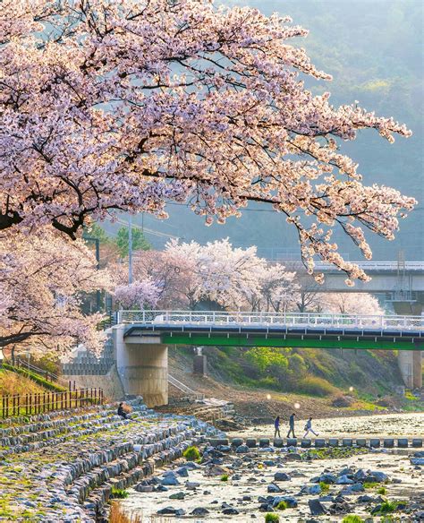 Cherry blossom branches draped over the Oncheon Stream in Suanbo ...