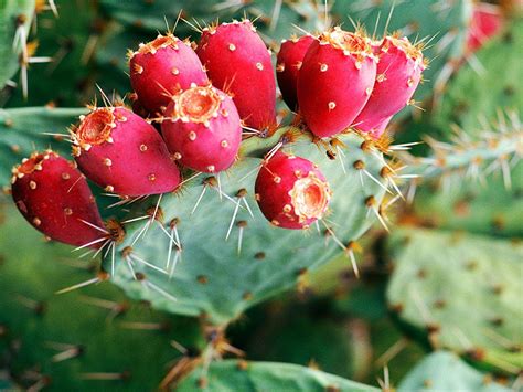 prickly pear | Description, Uses, & Species | Britannica.com