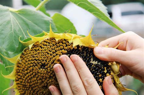 When to harvest sunflower seeds? ???? ???? Discover the optimal time