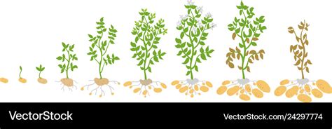 Crop stages of potato growing Royalty Free Vector Image