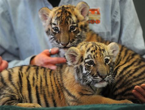 Baby tiger cubs get media showing at Beardsley Zoo - Connecticut Post