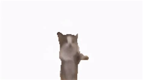 Schnapi Dancing Cat GIF - Schnapi Dancing Cat Meme - Discover & Share GIFs