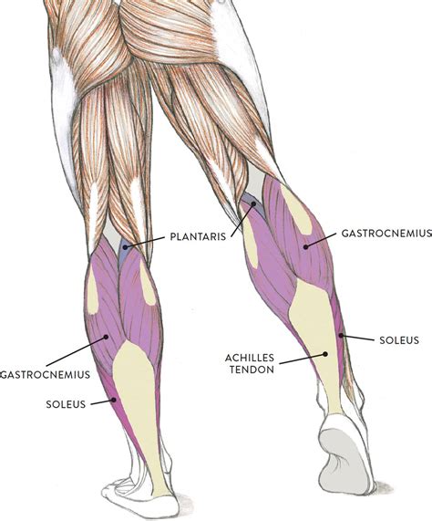 Leg Tendons Diagram