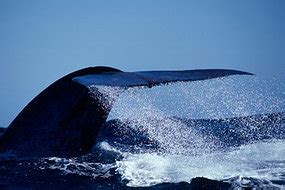 Singing the pygmy whale blues › Nature Features (ABC Science)