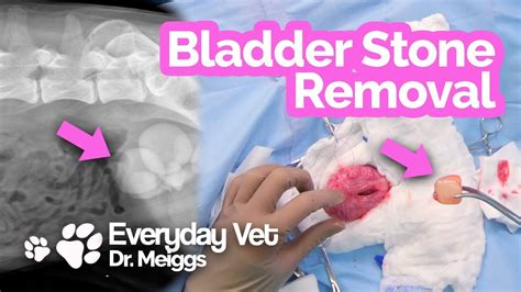 Bladder Stone Removal in a Dog | Struvite cystotomy surgery and ...