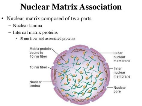 Nuclear Matrix Association | Nuclear membrane, Chromosome, Biology