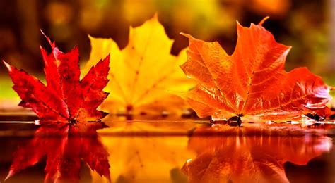 Autumn Leaf Wallpapers - Top Free Autumn Leaf Backgrounds - WallpaperAccess