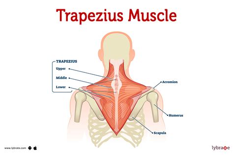 Trapezius Muscle (Human Anatomy): Image, Functions, Diseases and Treatments