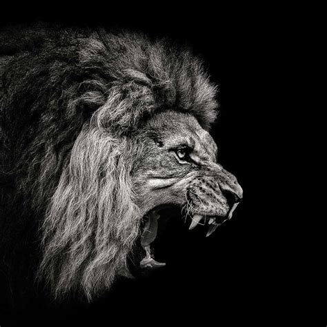 Lion Roar Wallpaper