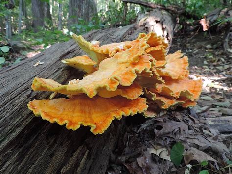 5 Easy-To-Identify Edible Mushrooms For The Beginning Mushroom Hunter ...